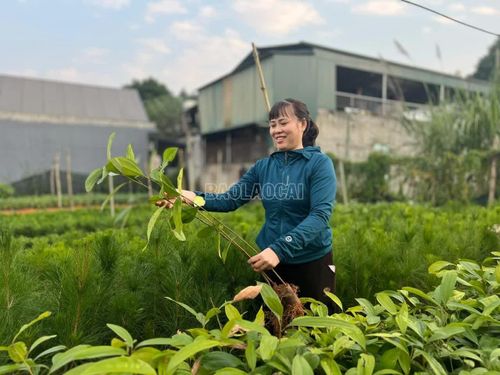 Đảm bảo chất lượng cây giống phục vụ trồng rừng trên địa bàn tỉnh.