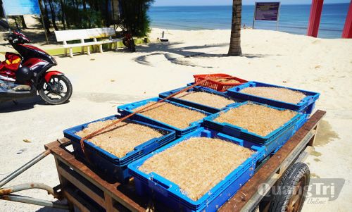 Ngư dân đưa ruốc về phơi cho được nắng - Ảnh: P.P
