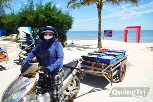 Ngư dân chở ruốc về phơi - Ảnh: P.P