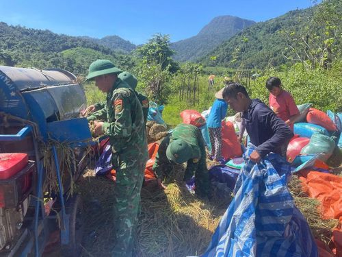 Lúa sau khi được gặt xong được vận chuyển về nhà để phơi khô.