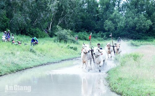 Luyện tập, chuẩn bị tham gia Hội Đua bò Bảy Núi tranh cúp Truyền hình An Giang (ATV) lần thứ 31 năm 2026. Ảnh: ĐỨC TOÀN