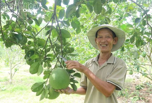 Vườn bưởi mang lại nguồn thu nhập ổn định cho gia đình ông Lê Xuân Trường.