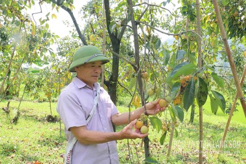 Người dân thôn Bản Lành, xã Công Sơn thu hoạch hồng Bảo Lâm