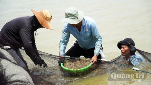 Chính quyền phường Bắc Gianh luôn đồng hành, tháo gỡ khó khăn để người dân phát triển nghề nuôi tôm - Ảnh: N.M