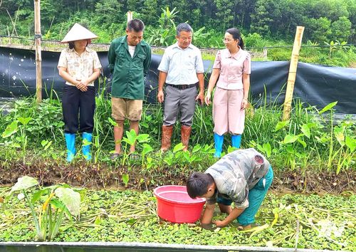Nuôi ốc nhồi - hướng đi mới ở Yên Trạch.