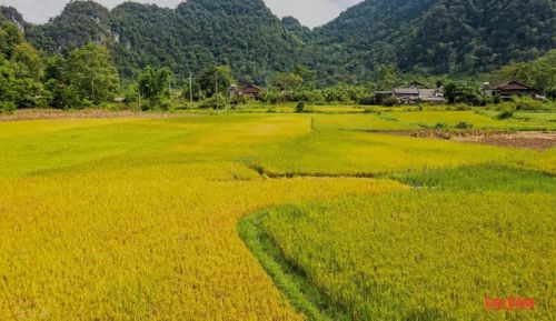 Mùa vàng trải sắc giữa miền non nước.
