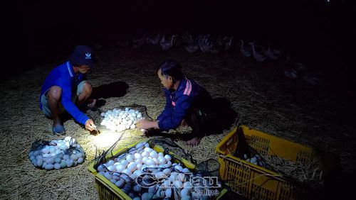 Công việc của người chăn vịt chạy đồng khá vất vả, ban ngày theo dõi đàn vịt, sáng sớm thu gom trứng.
