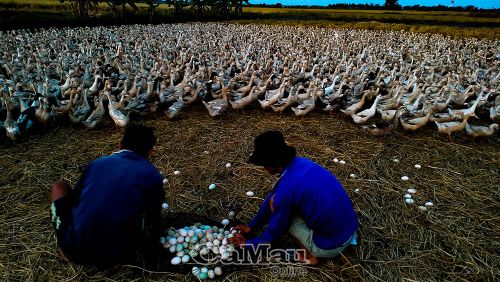 Những quả trứng vịt được người chăn thu gom dọc theo bờ ruộng vào sáng sớm.