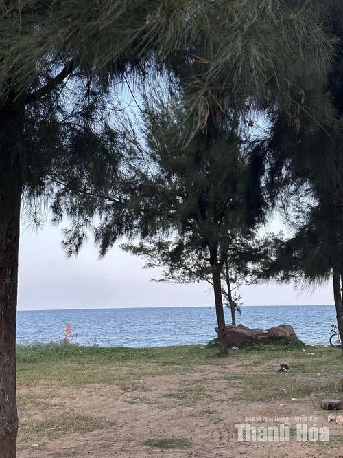 Trước biển, những cây phi lao đón gió, tô điểm thêm nét thơ mộng cho bức tranh thiên nhiên nơi này.