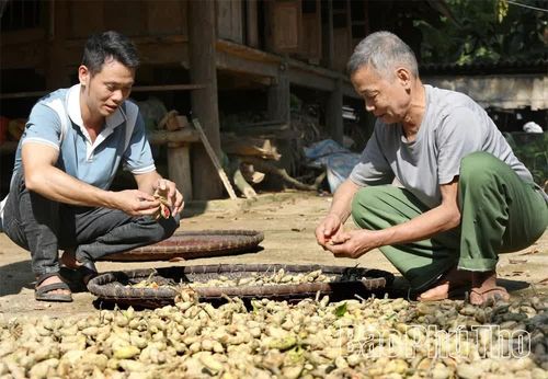 Trưởng thôn Mường Be (bên trái) và ông Bùi Văn Hền tách vỏ những quả dổi vừa thu hoạch.