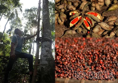 Những cây dổi lâu năm cho quả chín, hạt căng đỏ au, thơm đượm.