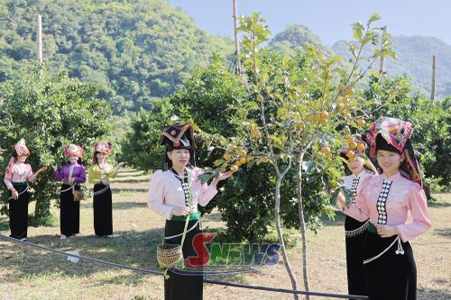 Du khách tham quan, chụp ảnh tại vườn cam