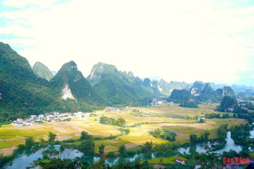 Du khách ghé chơi thung lũng Ngọc Côn sẽ choáng ngợp trước “biển vàng” mênh mông.