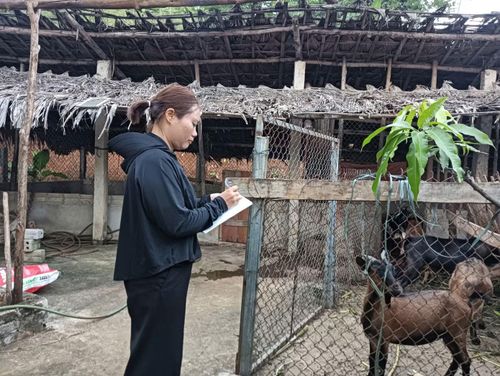 Người dân xã Phong Dụ Thượng phát triển chăn nuôi nhờ Nghị quyết 21/2025/NQ-HĐND của tỉnh Lào Cai.