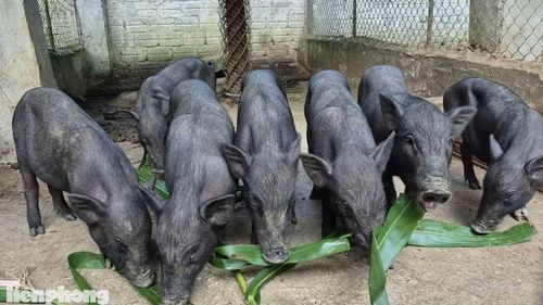 Đàn lợn mán được hỗ trợ đang được chăm sóc đúng quy trình, kỹ thuật.