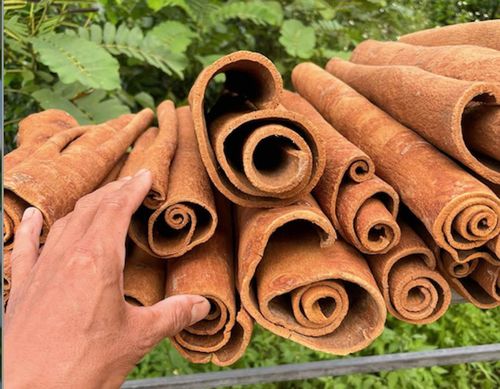 Vỏ quế khô có nhiều công dụng với sức khỏe. Ảnh: Trung Sơn