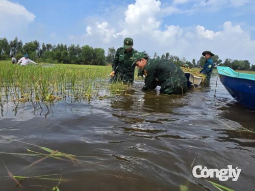Hơn 20 cán bộ, chiến sĩ Bộ đội Biên phòng cùng lực lượng công an, quân sự xã kịp thời hỗ trợ người dân thu hoạch gần 12ha lúa bị ngập ở xã Bình Thành, tỉnh Tây Ninh.