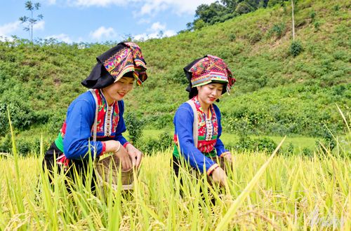 Phụ nữ bản Mường Lói, xã Mường Nhà thu hoạch lúa mới. 