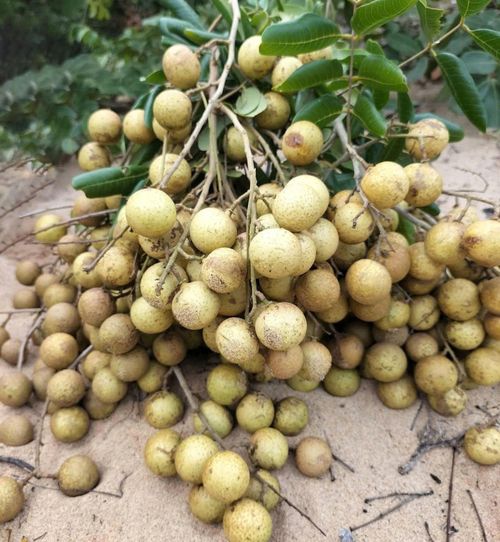 Sau khi hái, nhãn rừng tập kết trên đồi cát để chuẩn bị mang ra chợ