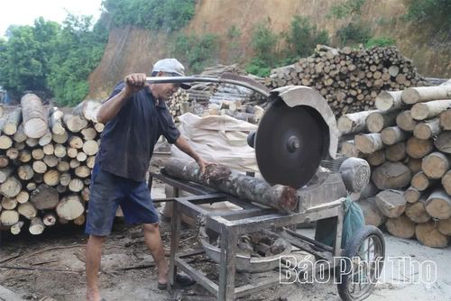 Gỗ được cắt thành các đoạn bằng nhau trước khi đưa đến khu vực bóc.