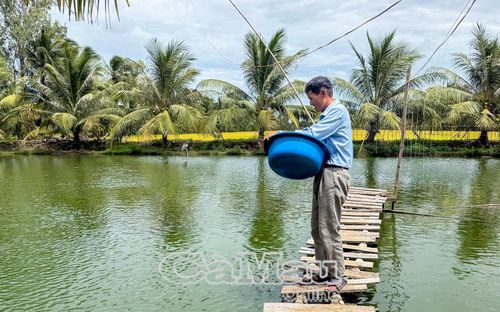 Ông Trịnh Hoàng Thái, Chi hội trưởng Chi hội Cựu chiến binh ấp Bãi Ghe, xã Khánh Hưng, tích cực lao động, có thu nhập ổn định từ mô hình nuôi cá bổi thương phẩm.