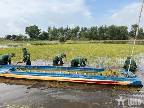  Cán bộ, chiến sĩ thu hoạch lúa.