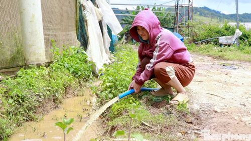 Bà Dung bơm nước từ vườn hồng ra đường thoát nước.