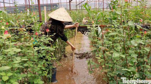 Bà Niên khơi rãnh dẫn nước ra khỏi khu vườn hoa hồng.