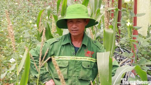 Người dân bất lực nhìn vườn hồng ngập nước.