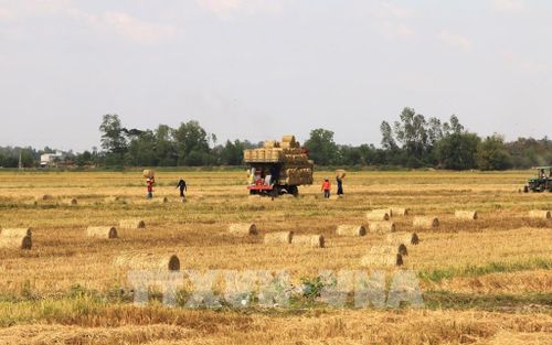 Sau khi thu hoạch lúa, nông dân có được thêm một khoản thu nhập từ việc bán rơm. Ảnh: Nhựt An - TTXVN