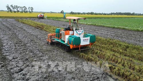 Nông dân áp dụng giải pháp xới vùi rơm rạ kết hợp sử dụng chế phẩm vi sinh giúp giảm sử dụng phân bón hóa học. Ảnh: Nhựt An - TTXVN
