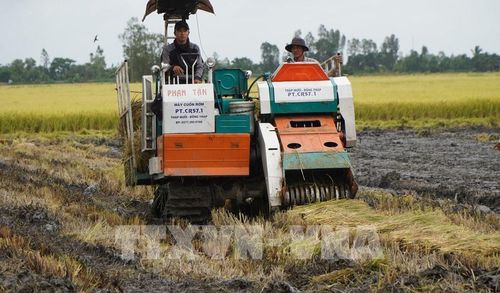 Phương tiện thu gom rơm và mang ra khỏi đồng ruộng nhằm tránh gây ngộ độc hữu cơ cho vụ lúa sau. Ảnh: Nhựt An - TTXVN