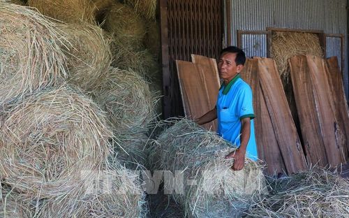 Ông Lê Văn Khen ở xã Tân Hồng, tỉnh Đồng Tháp, dự trữ rơm để nuôi trâu, bò. Ảnh: Nhựt An - TTXVN 