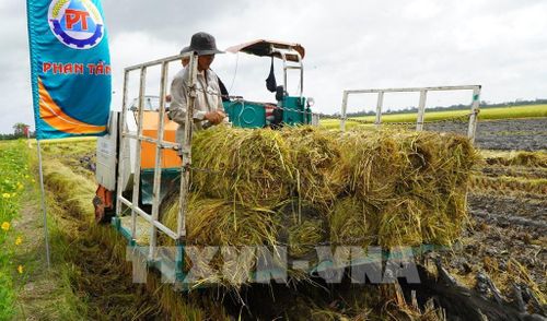 Sau khi thu hoạch lúa, rơm được cuốn thành cuộn để bán cho thương lái. Ảnh: Nhựt An - TTXVN