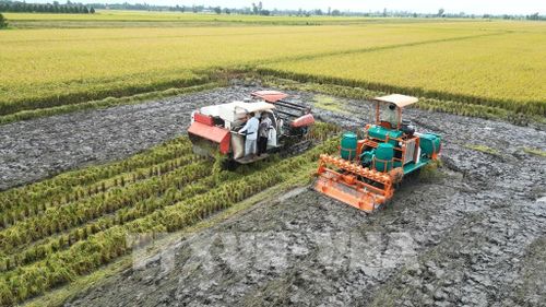 Nông dân áp dụng giải pháp xới vùi rơm rạ kết hợp sử dụng chế phẩm vi sinh giúp giảm sử dụng phân bón hóa học. Ảnh: Nhựt An - TTXVN