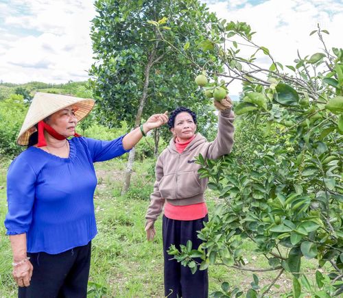 Bà Cao Thị Siêng (bên trái) hướng dẫn người dân chăm sóc cây cam đường.