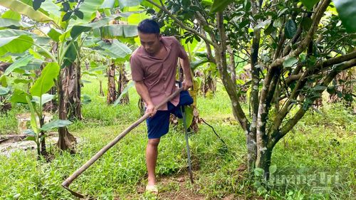 Anh Đinh Ngọc Châu chăm sóc vườn cây ăn quả - Ảnh: H.N
