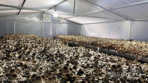 Trồng nấm rơm trong nhà mang lại hiệu quả kinh tế cao hơn so với canh tác truyền thống - Ảnh: L.L