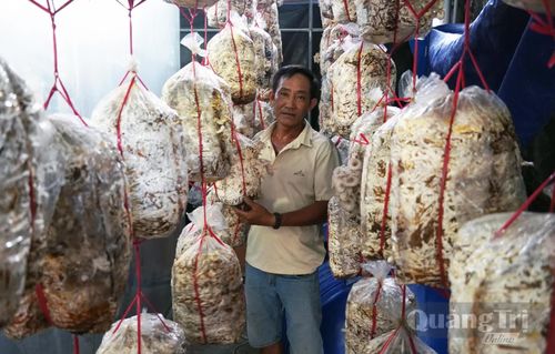 Ngoài trồng nấm rơm, anh Lê Hồng Thiên còn thử nghiệm trồng nấm sò trong nhà kín - Ảnh: L.L