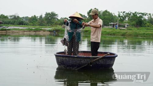 Sau 6 tháng nuôi cá đạt kích cỡ 6-7 con/kg - Ảnh: L.A