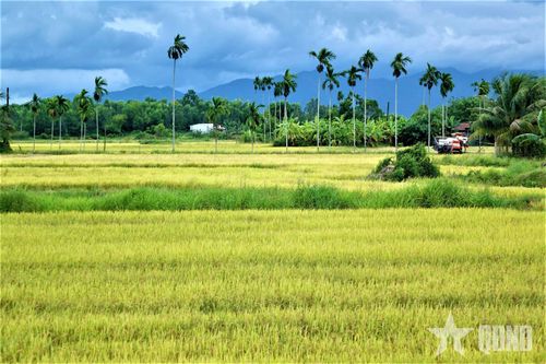 Cánh đồng lúa nhìn từ Quốc lộ 27C.