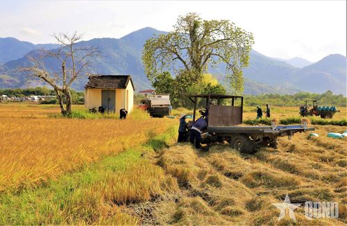 "Bức tranh" đồng quê đầy thơ mộng.