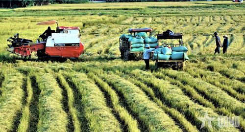 Những bao thóc chuẩn bị được đưa về nơi tập kết.