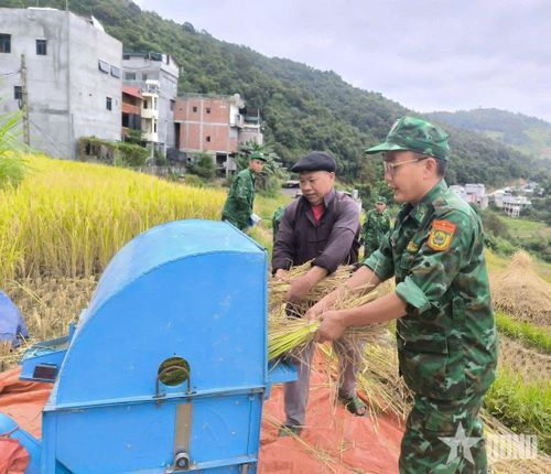 Cán bộ, chiến sĩ giúp nhân dân thu hoạch vụ lúa hè - thu năm 2026.