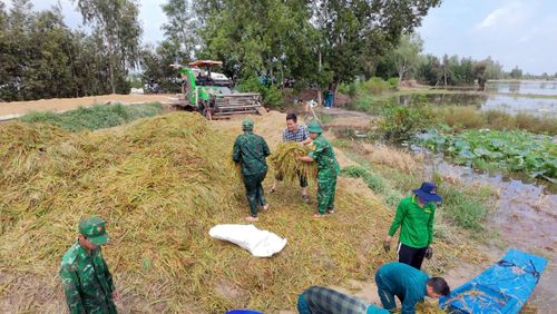 Lúa sau thu hoạch được tập kết tại khu vực cao ráo