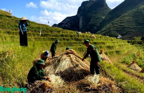 .... và thu gom rơm rạ để phục vụ chăn nuôi gia súc vào mùa Đông. Ảnh: Ngọc Quý