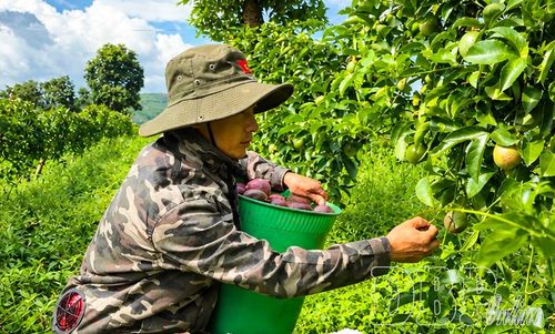 Anh Vàng A Chí, bản Pa Pốm thu hoạch chanh leo.