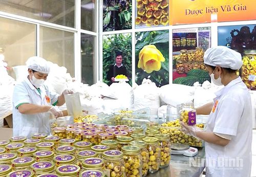 Chế biến, đóng gói sản phẩm tại Dược liệu Vũ Gia (xã Gia Lâm).