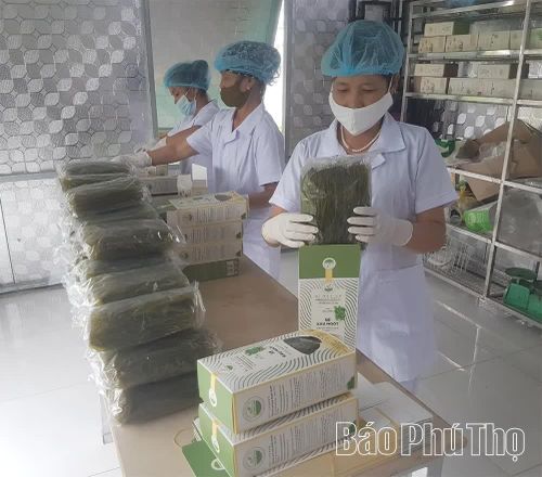 Sản phẩm mì rau ngót của Hợp tác xã thực phẩm xanh (xã Bản Nguyên) được công nhận OCOP 3 sao.