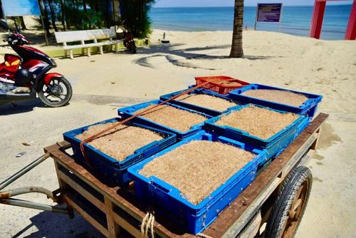 Cuối ngày, ruốc được thu gom, vận chuyển về nhà để bảo quản và chế biến.